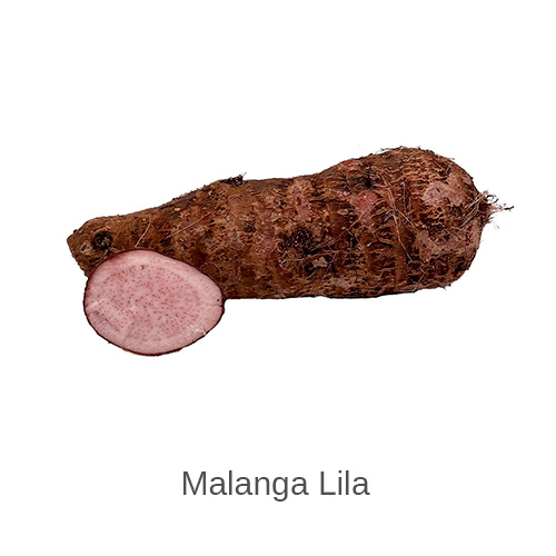 Malanga Lila